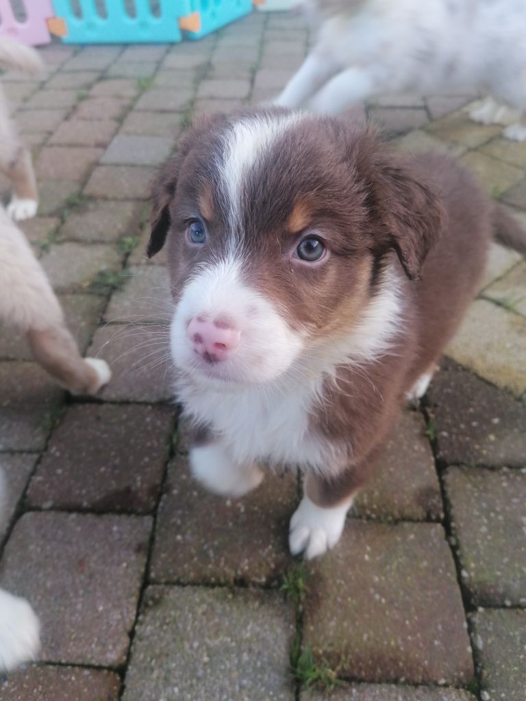 Des Australiens Des Sept Vallées - Berger Australien - Portée née le 23/11/2021
