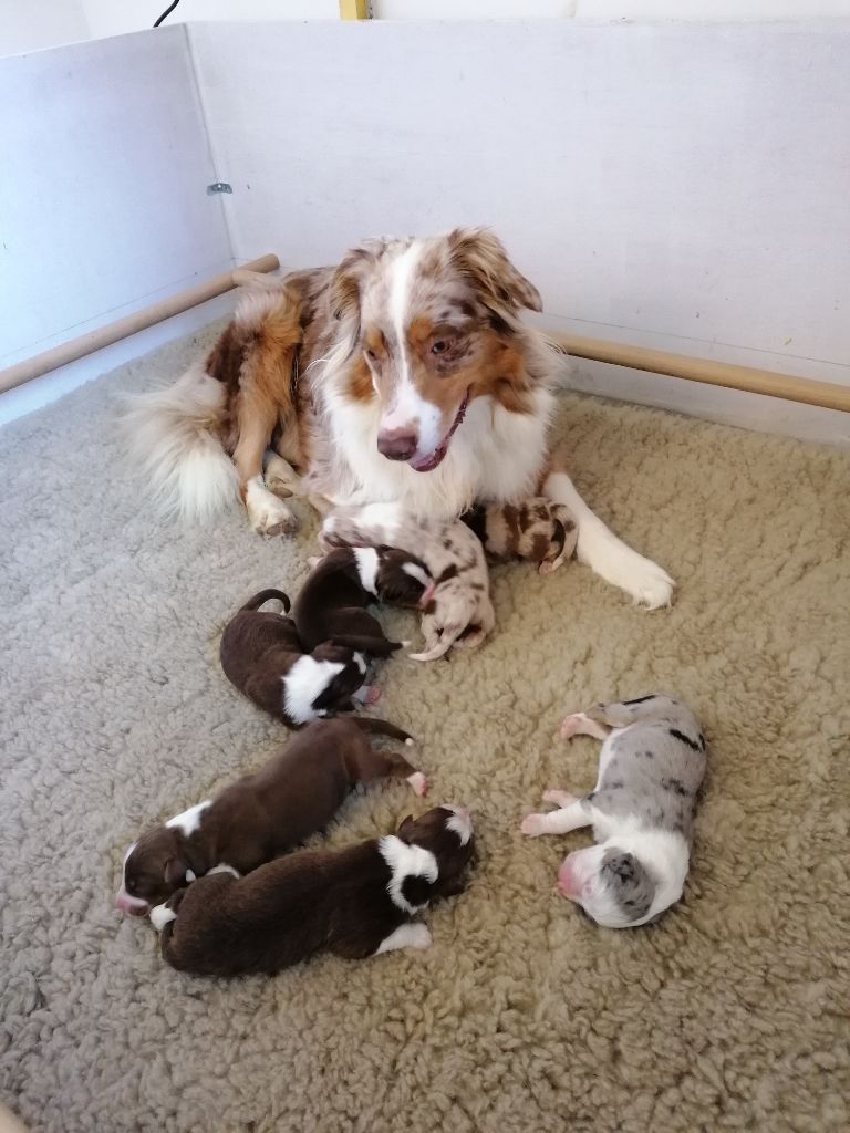 Chiot Berger Australien Des Australiens Des Sept Vallées